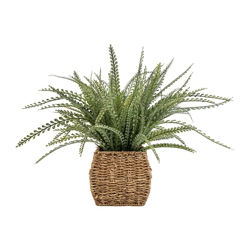 Fern in Seagrass Basket